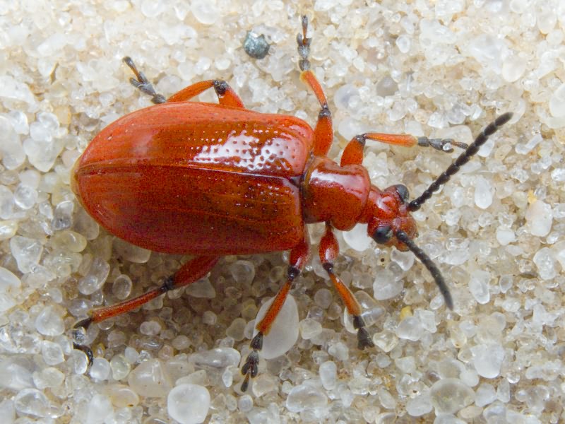 Lilioceris merdigera (Linnaeus, 1758)